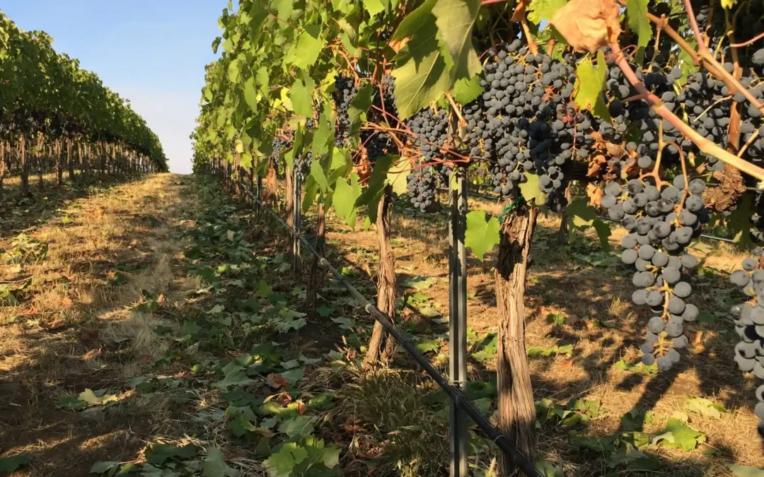 Wine Tours with Main Street Drivers